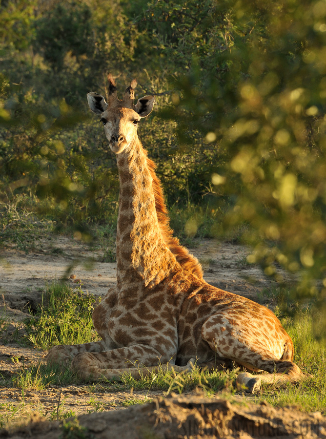 Giraffa giraffa giraffa [300 mm, 1/200 Sek. bei f / 11, ISO 1000]